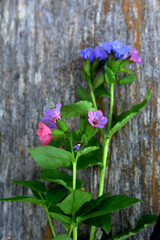 Pulmonaria officinalis - lungwort