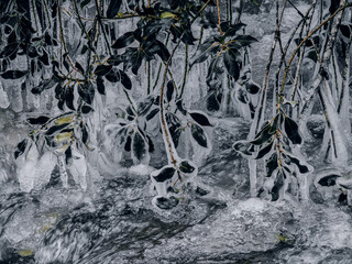 Frozen Leaves and Branches Covered in Ice Along a Flowing Winter Stream