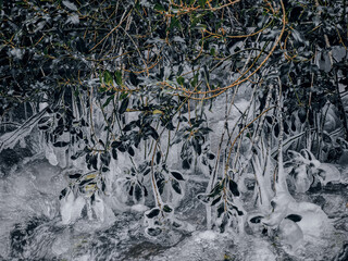 Iced Leaves and Branches in a Winter Forest Stream