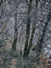 Iced Leaves and Branches in a Winter Forest Stream