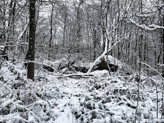 Ruine eines gesprengten Westwall-Bunkers im Winterwald bei Riegelsberg, Saarland