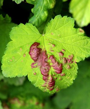 Red currant leaves damaged by aphids (Cryptomyzus ribis)