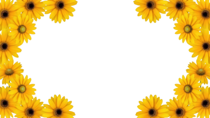 Bright yellow daisies border