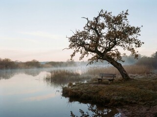 Misty lake at dawn with lonely bench and leaning tree