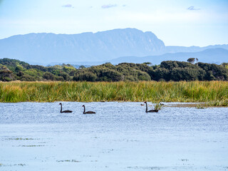 Black swans in Naranwntapu national park, Tasmania
