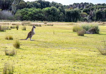 Kangaroo Naranwntapu national park, Tasmania