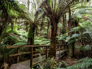 Notley fern gorge im Tasmania
