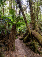 Notley fern gorge im Tasmania