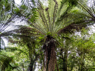 Notley fern gorge im Tasmania