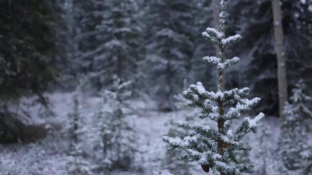 Snow falls on a dense thicket of pine trees in a beautiful winter landscape under a soft light.