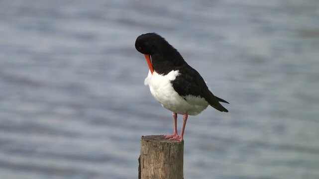 A Eurasian oystercatcher (Haematopus ostralegus) preening its feathers while standing on a wooden pole near a pond