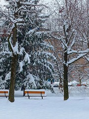 Winter landscape with pine trees and benches covered with snow in the park