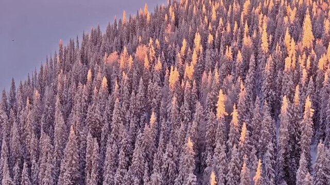 An aerial or high angle view of thousands of snow-covered trees and a frozen lake in a vast forest during winter.
