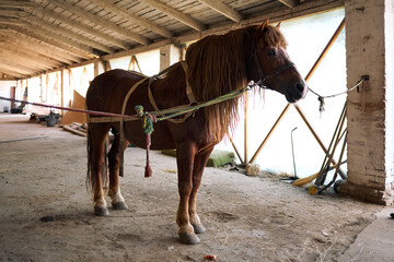 Brown horse standing tied inside rustic stable with long mane and harness