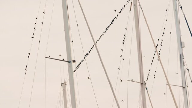Numerous birds resting on sailboat masts and rigging against a bright sky