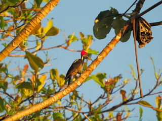 Lineated woodpecker on a branch