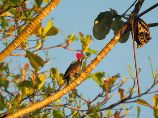 Lineated woodpecker on a branch