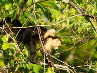 White faced capuchin monkeys 