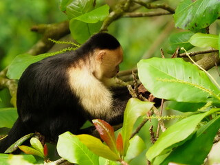 White faced capuchin monkeys 