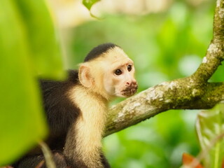 White faced capuchin monkeys 