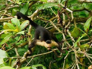 White faced capuchin monkeys 