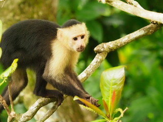 White faced capuchin monkeys 