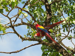Pair of scarlet macaws
