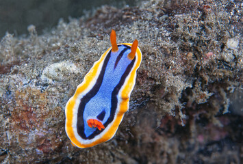 Chromodoris annae, Anna's magnificent sea slug, sea slug ,