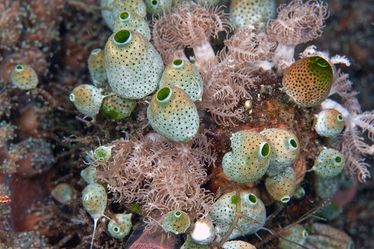 Tunicate on coral reef, underwater