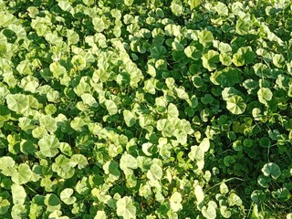 Fresh green leaves of Malva parviflora, commonly known as cheeseweed mallow, showing natural leaf pattern with rounded lobes and visible veins, growing naturally in wild vegetation