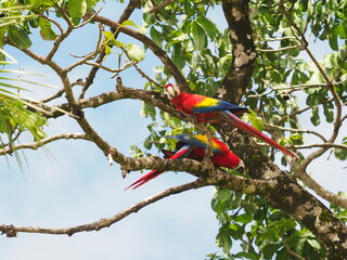 Pair of scarlet macaws