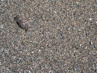 Ghost crab on the sand