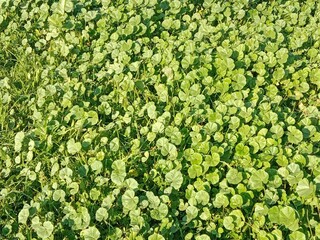 Fresh green leaves of Malva parviflora, commonly known as cheeseweed mallow, showing natural leaf pattern with rounded lobes and visible veins, growing naturally in wild vegetation