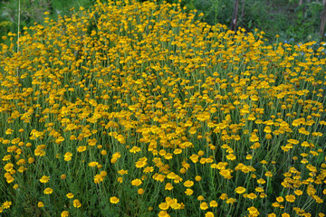 Big field of golden marguerite Anthemis tinctoria