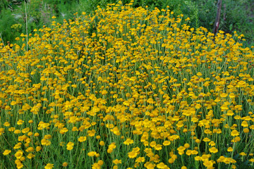 Big field of golden marguerite Anthemis tinctoria