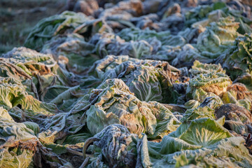 Frozen vegetables on a cold winter sunny early morning