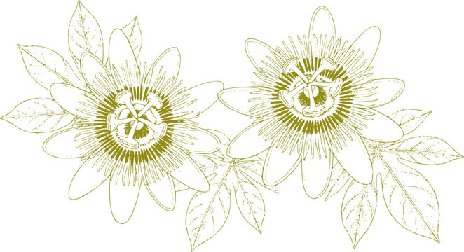 Two intricate gold line passion flowers with detailed leaves passionflowers lineart