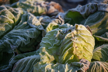 Frozen vegetables on a cold winter sunny early morning