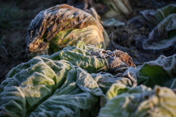 Frozen vegetables on a cold winter sunny early morning