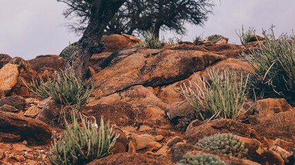 Mountains and rocks with trees, in southern Morocco, North Africa
