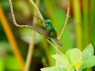 Crowned woodnyph bird
