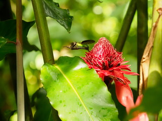 Crowned woodnyph bird © Jennifer de Montfort