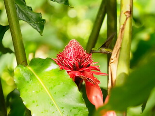 Crowned woodnyph bird