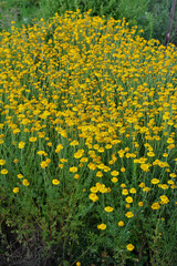 Big field of golden marguerite Anthemis tinctoria