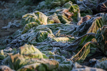 Frozen vegetables on a cold winter sunny early morning