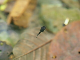 Tadpole of a red eye tree frog