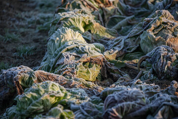 Frozen vegetables on a cold winter sunny early morning