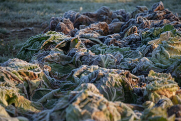 Frozen vegetables on a cold winter sunny early morning