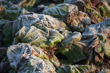 Frozen vegetables on a cold winter sunny early morning