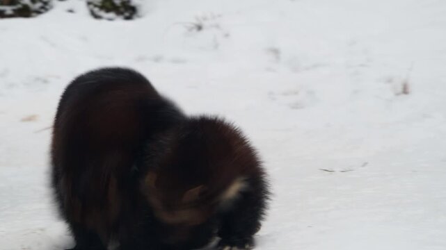 Two wolverines play together in the snow within a winter landscape. The animals move energetically through the cold environment, showing natural behavior and an apparent affinity for snowy conditions.